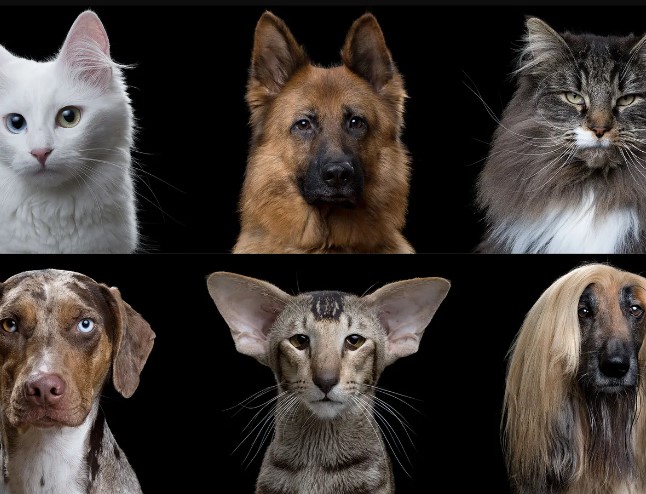 Dog & Cat Breeds: A Comprehensive Guide to Choosing Your Perfect Pet