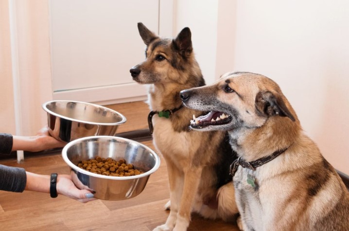 Healthy Pet Food: Providing Optimal Nutrition for Your Beloved Pets