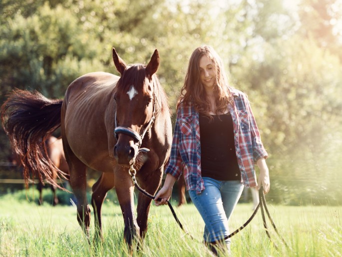 Pet Horse Guide: Everything You Need to Know