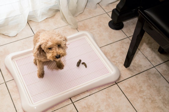 Puppy Training Pads – Housebreaking Made Easy