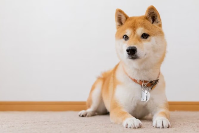 Top 10 Japanese-Inspired Names for Your Shiba Inu