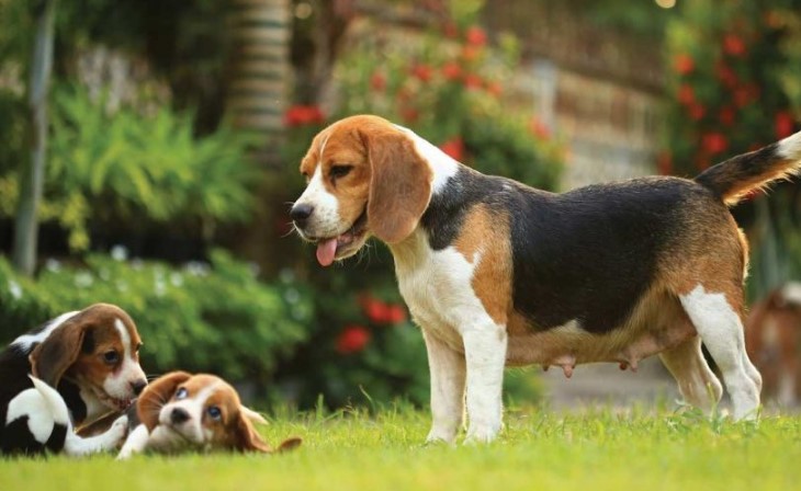 Unveiling the Charm of Beagle Dog Breed: A Comprehensive Guide