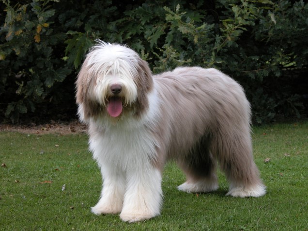 Unraveling the Charm of the Bearded Collie Dog Breed