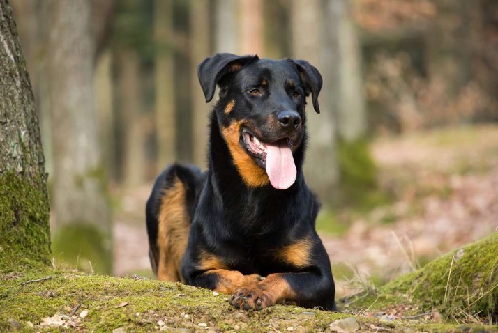 Unveiling the Beauceron: A Comprehensive Guide to This Magnificent Dog Breed