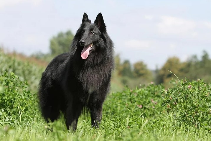 Belgian Sheepdog Dog Breed: A Complete Guide