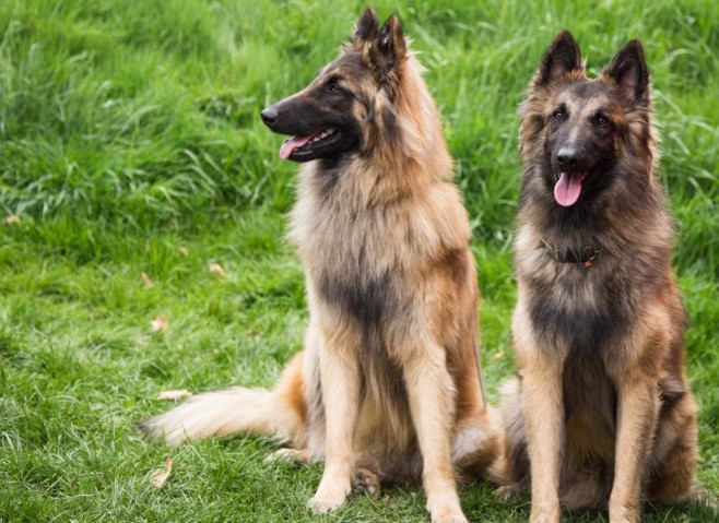 Unraveling the Charms of the Belgian Tervuren Dog Breed