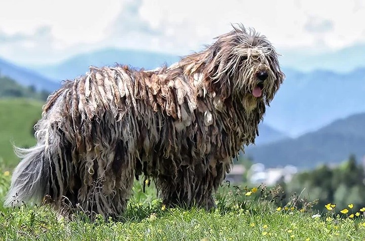 Unveiling the Charm of Bergamasco Dog Breed: A Comprehensive Guide