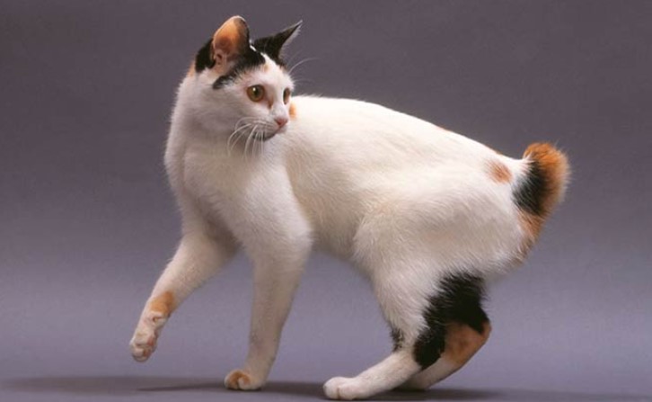Japanese Bobtail Cat Breed: A Comprehensive Guide
