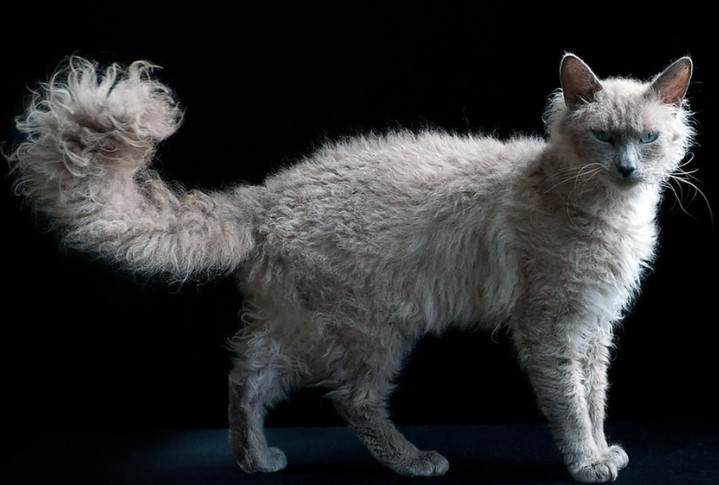 Unraveling the Mystique of the LaPerm Cat Breed
