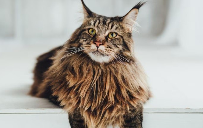 Maine Coon Cat Breed: Majestic, Gentle Giants of the Feline World