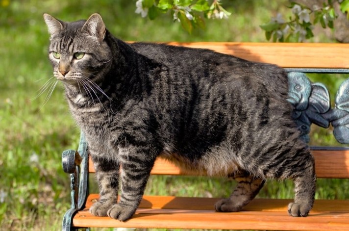 Manx Cat Breed Characteristics