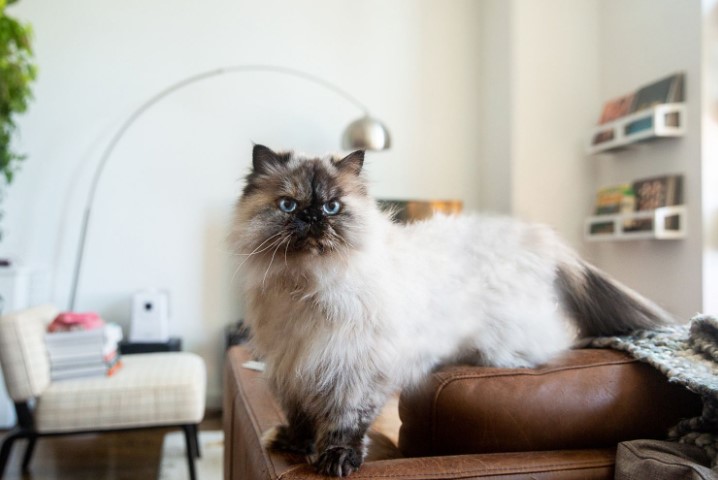 Unveiling the Mystique: The Himalayan Cat Breed