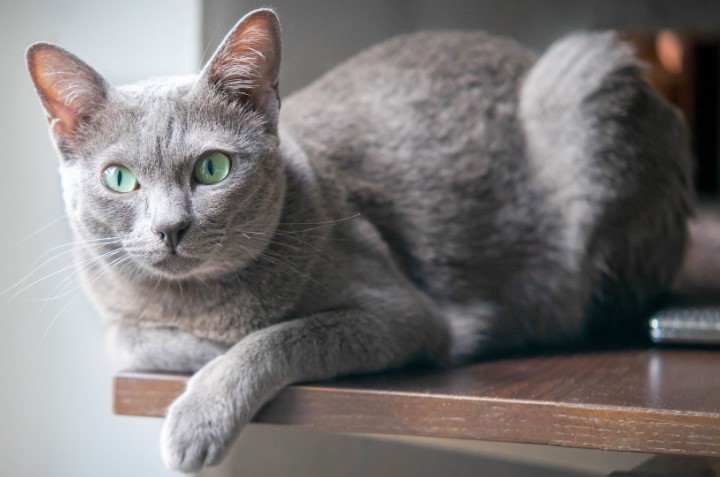 Unveiling the Charming Korat Cat Breed: A Comprehensive Guide