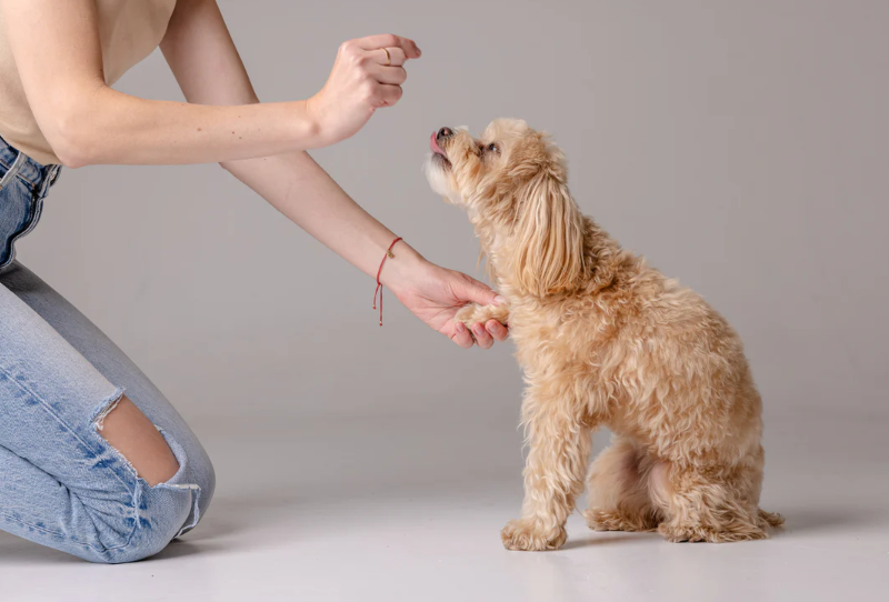 Dog Treats: For Your Pet’s Best Friends